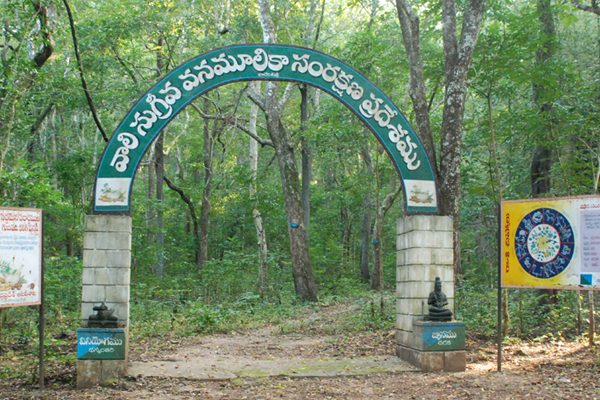 Maredumilli Vali Sugriva Medicinal Plants
